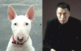 明星与狗狗图片,明星与爱宠的温馨瞬间